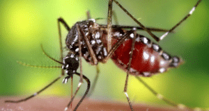 Confirmaron la primera muerte por co-infección de dengue en el país