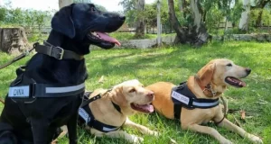 Salta aporta para la búsqueda de Loan y enviarán un grupo de perros de la policía