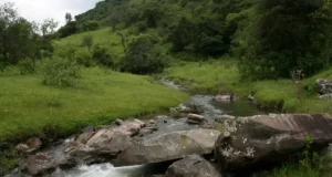 Detuvieron a una mujer por ofrecer ilegalmente lotes de una reserva natural