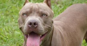 Una mujer falleció tras ser ferozmente atacada por un perro pitbull en Orán