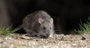 Preocupante: Una joven falleció por hantavirus en Guachipas