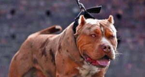 Un pitbull mato a una nena de 10 años y ahora el dueño irá a la cárcel