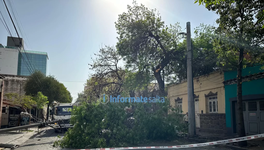 multimedia.grande.8929e0210cc265fe.YXJib2wyX2dyYW5kZS53ZWJw