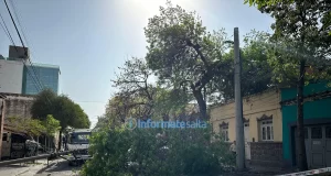 En el centro, un árbol cayó y arrastró postes, cables, y aplastó un auto