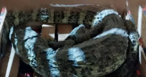 Una mujer se llevó un gran susto al encontrar un Yacaré en su casa