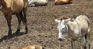 Pareja imputada por dejar sin alimento ni agua a potrillos y terneros