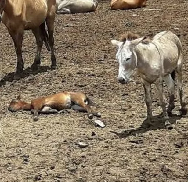 multimedia.normal.9b894b4f10144368.cG90cmlsbG9zIG9yYW5fbm9ybWFsLndlYnA=