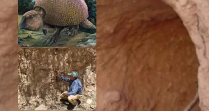 Importante descubrimiento en Salta: Encontraron una peleocueva donde habitaba un gliptodonte