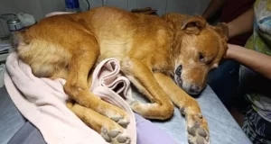 Aberrante: Un hombre fue denunciado por abusar y apuñalar a un perro