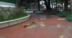 Rayo impacta en la Plaza 9 de Julio durante una tormenta eléctrica