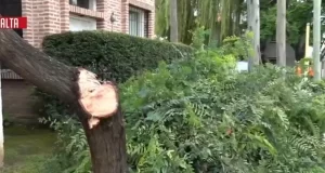 Árbol caído genera caos en avenida Arenales y pone en riesgo una vivienda