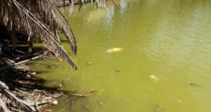Preocupación por la muerte de peces en el lago del parque San Martín