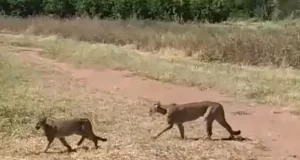 Sorprendente avistamiento de una puma y sus cachorros en Anta