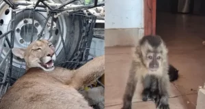 Rescatan un puma y un mono en operativos contra el cautiverio ilegal