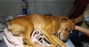 Caso «Rabito»: el acusado de maltrato animal también enfrenta denuncias por abuso sexual