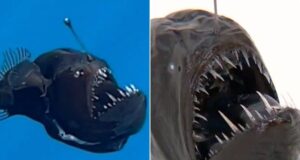 Murió el pez diablo avistado que causó sorpresa en Tenerife