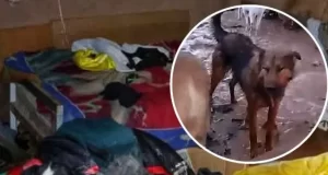 Animales en emergencia tras el temporal en la Quebrada del Toro