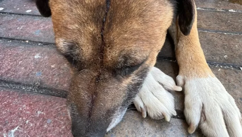 multimedia.normal.b62f5b736f4308d9.bm9ybWFsLndlYnA=