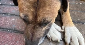 Aberrante: Imputan a dos hermanos por apuñalar a un perro y amenazar a su dueña en Las Lajitas