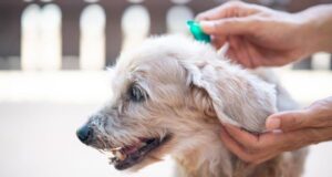 Cómo proteger a tu perro de pulgas y garrapatas: todo los detalles