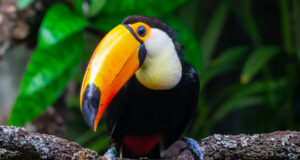 Indignación en Güemes por la muerte de un tucán tras un disparo con aire comprimido