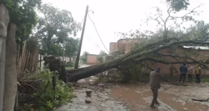 Temporal en el norte: vientos derribaron árboles y causaron daños en varias ciudades