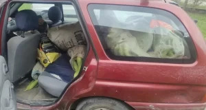 Cerrillos: atraparon a tres hombres robando choclos en una finca