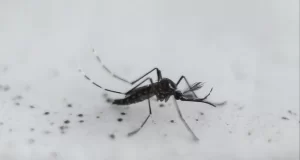 Confirman tres nuevos casos de dengue en Salta y ya suman 21 en lo que va del año