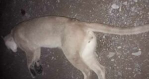 Indignación en Jujuy: mataron a golpes a un puma acorralado por perros en Alto Comedero