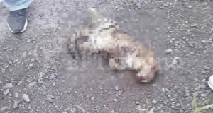 Bronca en Rosario de Lerma por el brutal asesinato de un gato montés en plena calle
