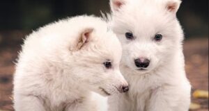 Clonaron al extinto lobo terrible: nacieron tres híbridos genéticos tras un hito científico