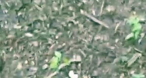 Hallan restos humanos en El Bordo y podrían pertenecer a un desaparecido de Monterrico