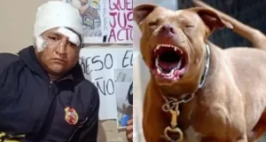 Grave ataque de pitbulls a un albañil en barrio Floresta: la familia denuncia abandono del dueño