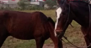 Detuvieron a dos menores en Metán por maltrato animal y amenazas a la Policía