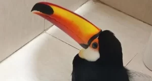 San José de Metán: nuevos ataques a tucanes conmocionan a la comunidad