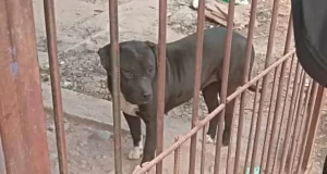 Ordenan «arresto domiciliario» para una perra tras matar cinco mascotas en Rosario de Lerma