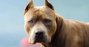 Ataque de un Pitbull en Salta: un joven fue hospitalizado con graves heridas