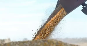 El Gobierno elimina las retenciones a granos hasta fines de octubre para acelerar divisas