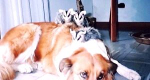 Rescató ocho crías de comadreja en la ruta y las crió en su casa