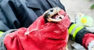 Rescataron una lampalagua dentro de una casa en Orán