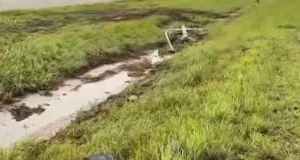 Accidente en la Circunvalación Oeste: la intendenta de Hipólito Yrigoyen sufrió lesiones leves