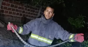 Hallaron una yarará de gran tamaño en una vivienda del barrio 4 de Junio de Orán