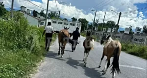 Violento operativo por caballos sueltos: tres imputados en Rosario de Lerma