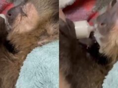 Rescatan monos traficados en la frontera con Bolivia