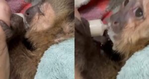 Rescatan monos traficados en la frontera con Bolivia