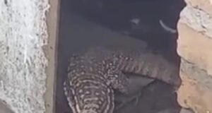 Alerta en barrio salteño: denuncian caraguay y serpientes entre la basura