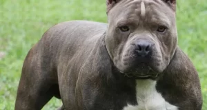Ordenaron secuestrar nuevamente a un pitbull tras reiterados ataques